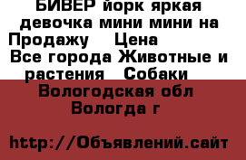 БИВЕР йорк яркая девочка мини мини на Продажу! › Цена ­ 45 000 - Все города Животные и растения » Собаки   . Вологодская обл.,Вологда г.